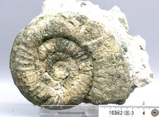 Ammonit, "Grünling", 11 cm groß, Gräfenberg, 152 Mio. J. (9-Z)