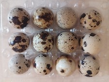 12x frische eier von - eier,