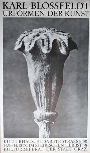 Karl blossfeldt - karl,