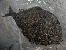 Lias  Dapedium sp.  Knochenschmelzschupper  Holostei  Fisch  Holzmaden  ARB-10