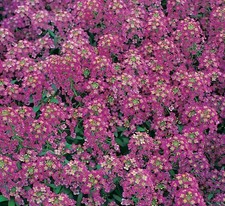 ALYSSUM SEEDS 1500+ ROYAL