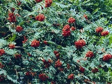 Vogelbeere Eberesche Sorbus