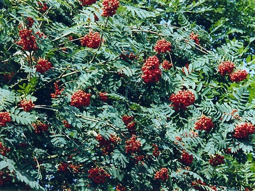 Vogelbeere eberesche sorbus - vogelbeere,