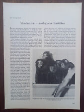 Eulenkopf-Meerkatze, Cercopithecus hamlyni, Zoo Antwerpen, Bericht, 1957