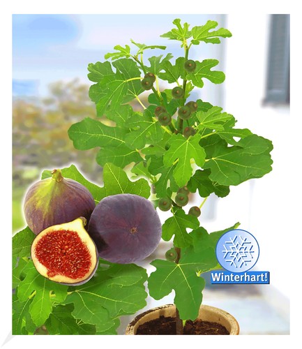 Frucht feige rouge - rouge, bordeaux