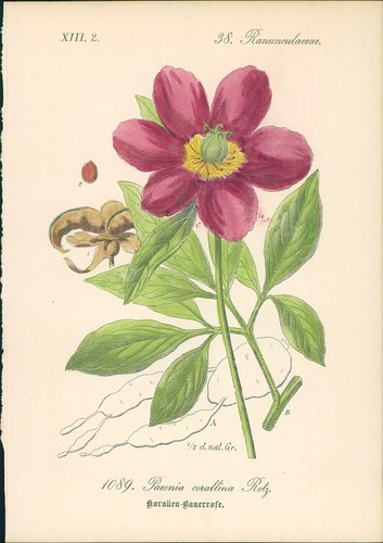 Chromolithographie - ,