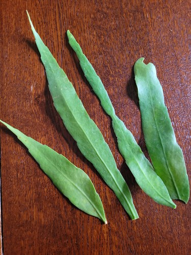 Lepismium houlletianum