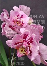 Taiwan Orchidee Phalaenopsis