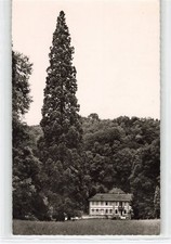 917324) AK  Bensheim - Auerbach a.d. Bergstraße - Deutschl. ältester Mammutbaum