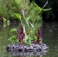 Schwimmende Pflanzeninsel  ⌀