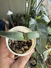 Welwitschia mirabilis