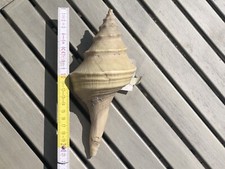 syrinx aruanus Australian Trumpet Shell