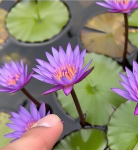 Lila zwergseerose - lila,