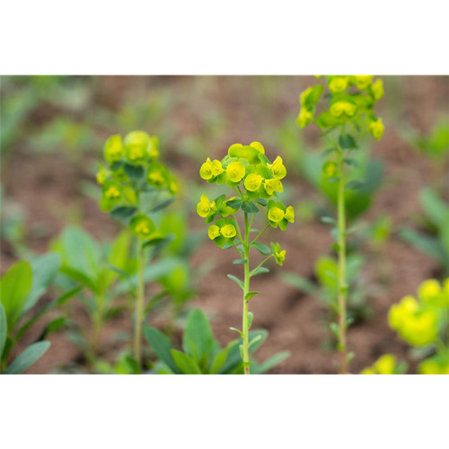 Euphorbia amygdaloides