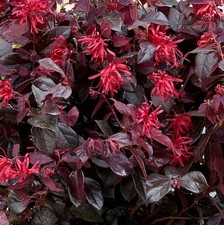 Hochstamm Riemenblüte