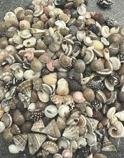 100x  Mini Meeres-Schnecken