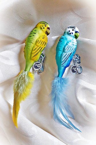 Wellensittich glasvogel - ❀,