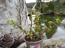 portulacaria afra im Topf