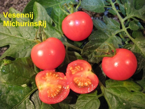 Tomaten bio saatgut samen - tomaten,