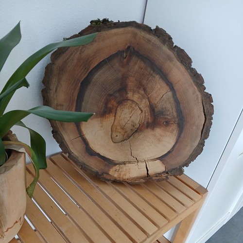 Gestockte nussbaum baumscheibe - nussbaum,