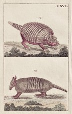 pangolin Schuppentier