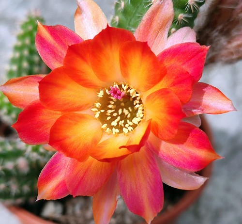 Chamaecereus strandkrabbe cm - chamaecereus, 7