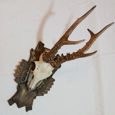 kapitales 6er Rehgeweih