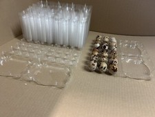 50 Wachteleierverpackung PET