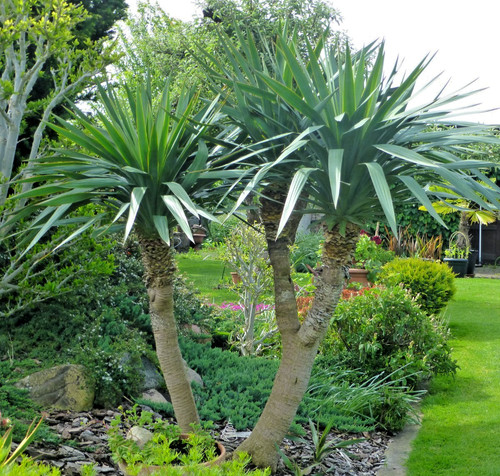 Yucca gloriosa 40 cm - yucca,