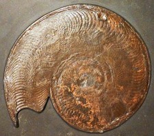 Ammoniten-Platte mit