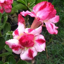 Wüstenrose - adenium obesum -