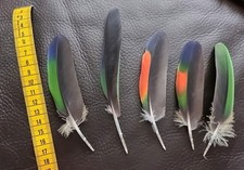 Papageienfedern Venezuela