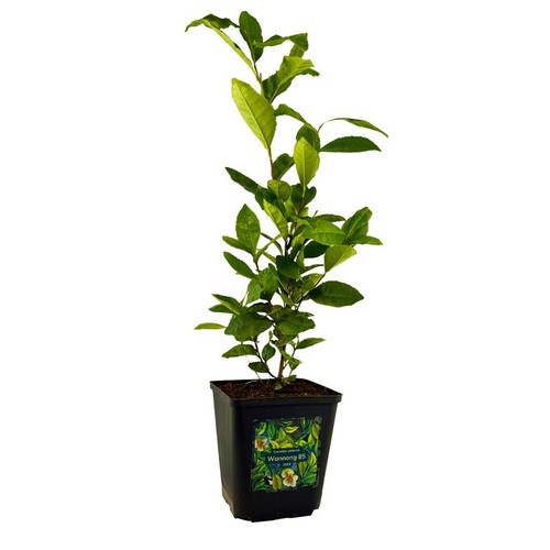 Teepflanze camellia sinensis - teepflanze,