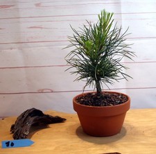 #90 Bonsai Pinus sibirica