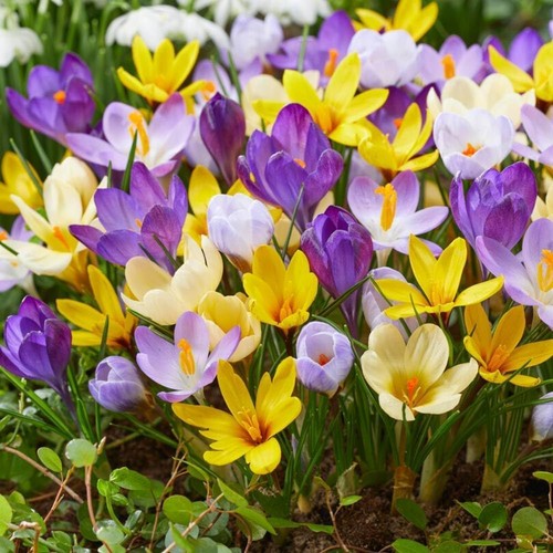 Botanischer krokus zwiebeln - botanischer,