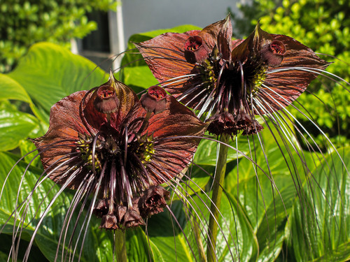 8000712 red tacca - red,