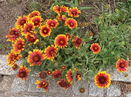 Kokardenblume malerblume - kokardenblume,