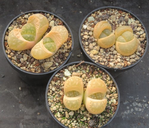 Lithops mamorata mesembs - 1x,