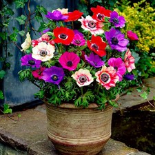 Anemonen Zwiebeln - De Caen -