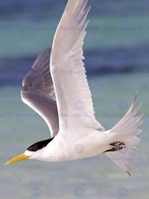 Swooping Crested Tern Seevogel Foto Kunstdruck Poster Wohndeko Bmp233B
