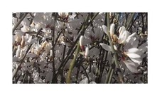 10x Retama monosperma Weißer