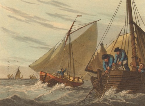 English channel makrele - channel., makrele-