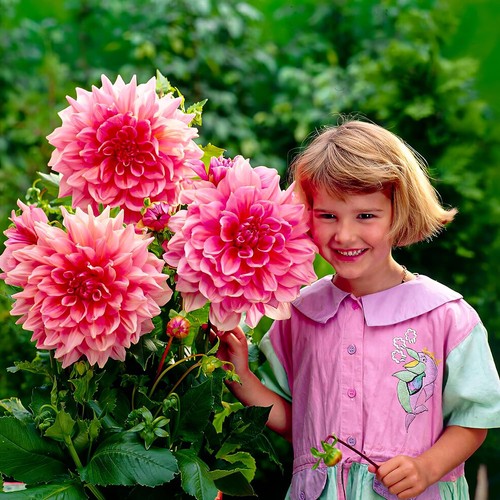 Dahlien knollen blumenzwiebeln - dahlien,