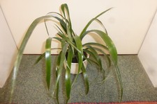 Bromelie sehr großer