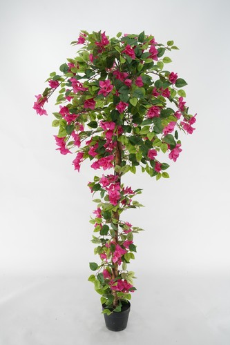 Bouganvillea fuchsia - bouganvillea,