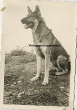 Z2330 Foto 30er Jahre Hund deutscher Schäferhund Dog Dogs German Shepherd