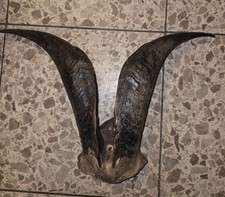 Ziegenbock Hörner 40×28