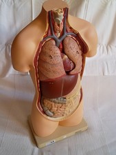  SOMSO Torso  Gipsmodell Lehrmodell menschlicher Körper Anatomiemodell Nr.78