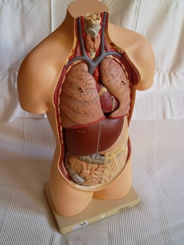 Somso torso gipsmodell - ,
