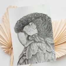 Papagei Bleistiftzeichnung